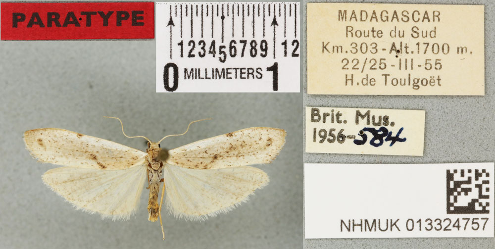 /filer/webapps/moths/media/images/M/margarita_Eilema_PTM_BMNH_01a.jpg