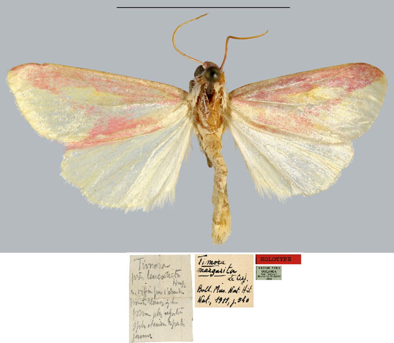 /filer/webapps/moths/media/images/M/margarita_Timora_HT_MNHN.jpg