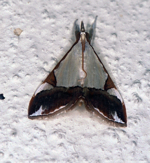 /filer/webapps/moths/media/images/M/margaritalis_Vietessa_A_Roland_11.jpg