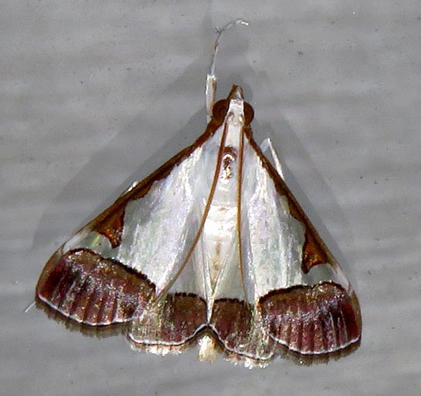 /filer/webapps/moths/media/images/M/margaritalis_Viettessa_A_Braun_07.jpg