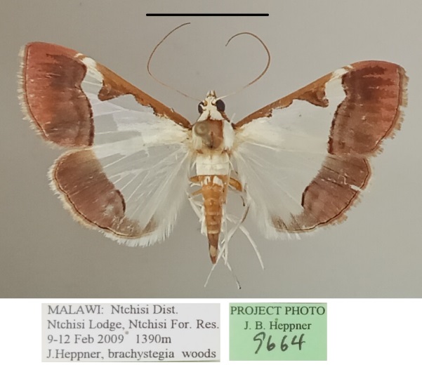 /filer/webapps/moths/media/images/M/margaritalis_Viettessa_A_MGCLa_01.jpg