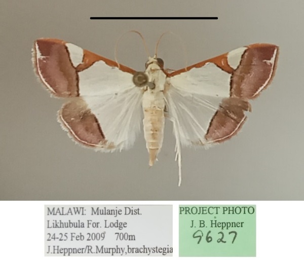 /filer/webapps/moths/media/images/M/margaritalis_Viettessa_A_MGCLa_02.jpg