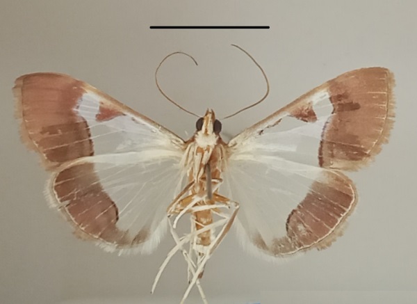 /filer/webapps/moths/media/images/M/margaritalis_Viettessa_A_MGCLb_01.jpg