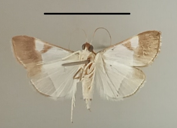 /filer/webapps/moths/media/images/M/margaritalis_Viettessa_A_MGCLb_02.jpg