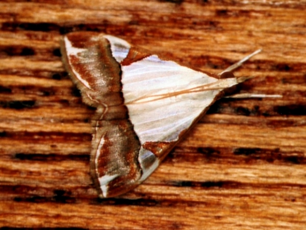 /filer/webapps/moths/media/images/M/margaritalis_Viettessa_A_Roland.jpg