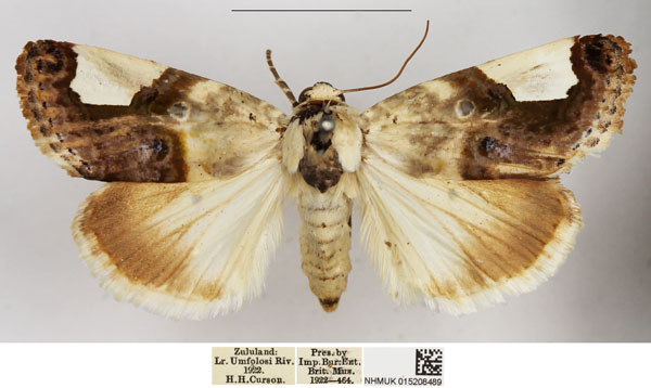 /filer/webapps/moths/media/images/M/margaritata_Acontia_AF_NHMUK.jpg