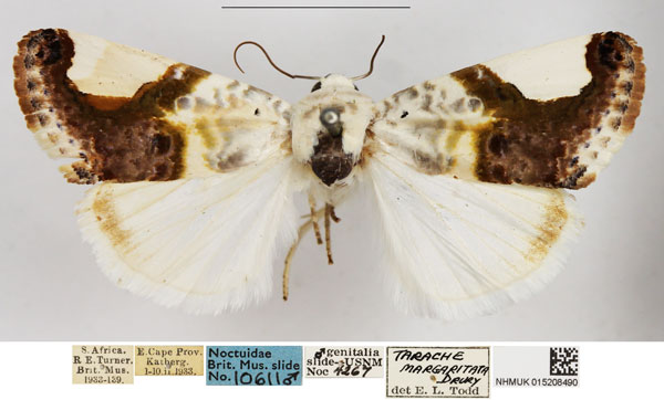 /filer/webapps/moths/media/images/M/margaritata_Acontia_AM_NHMUK.jpg