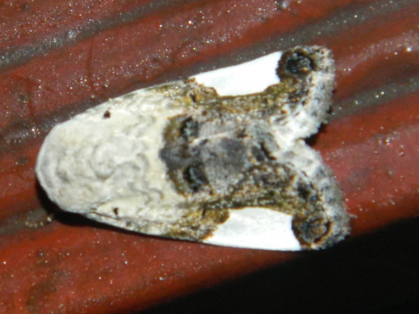 /filer/webapps/moths/media/images/M/margaritata_Acontia_A_Grobler.jpg