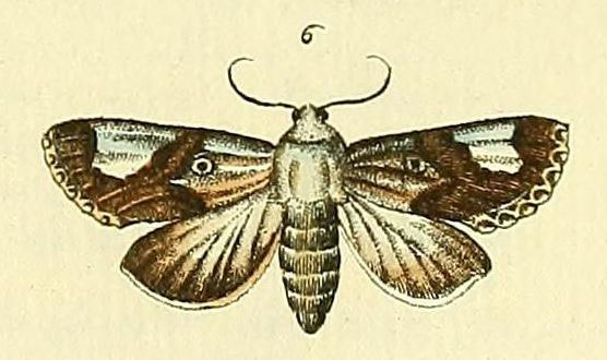 /filer/webapps/moths/media/images/M/margaritata_Acontia_Drury3_23_6.jpg
