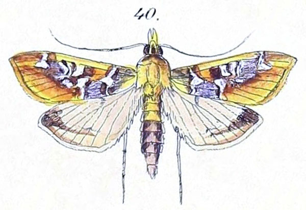 /filer/webapps/moths/media/images/M/margaritis_Agathodes_HT_Felder_1875_136-40.jpg