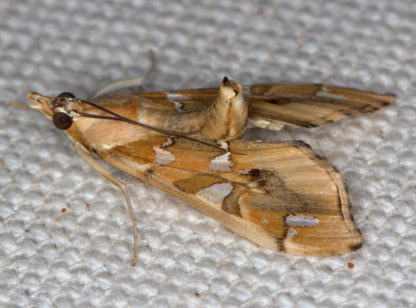 /filer/webapps/moths/media/images/M/margaritis_Terastia_A_Heyns.jpg