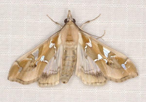 /filer/webapps/moths/media/images/M/margaritis_Terastia_A_Heyns_01.jpg