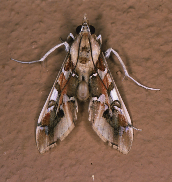 /filer/webapps/moths/media/images/M/margaritis_Terastia_A_Roland_04.jpg