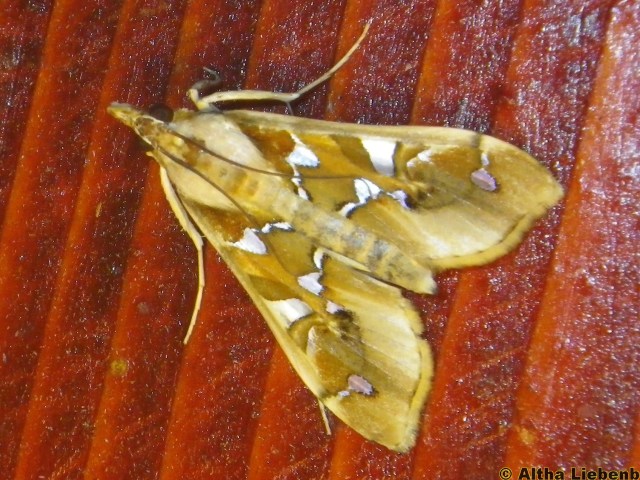 /filer/webapps/moths/media/images/M/margaritis_Terastria_A_Liebenberg.jpg