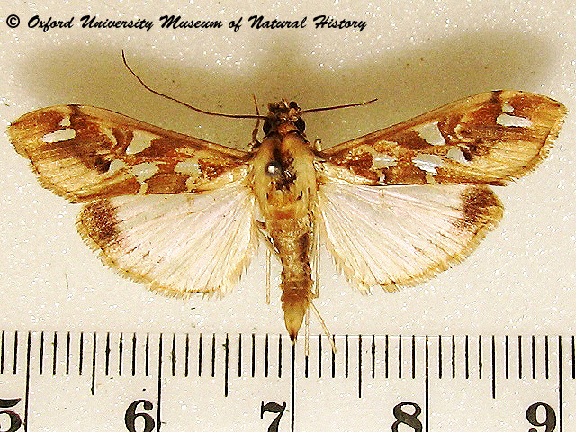 /filer/webapps/moths/media/images/M/margaritis_Terastria_A_OUMNHa_01.jpg