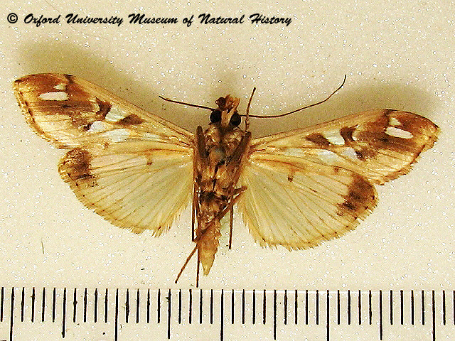 /filer/webapps/moths/media/images/M/margaritis_Terastria_A_OUMNHb_01.jpg