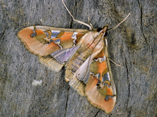 /filer/webapps/moths/media/images/M/margaritis_Terastria_A_Roland.jpg
