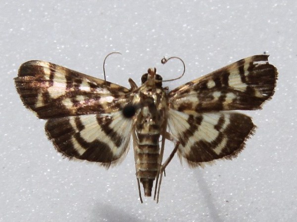 /filer/webapps/moths/media/images/M/margarodes_Pardomima_A_Goff_01.JPG