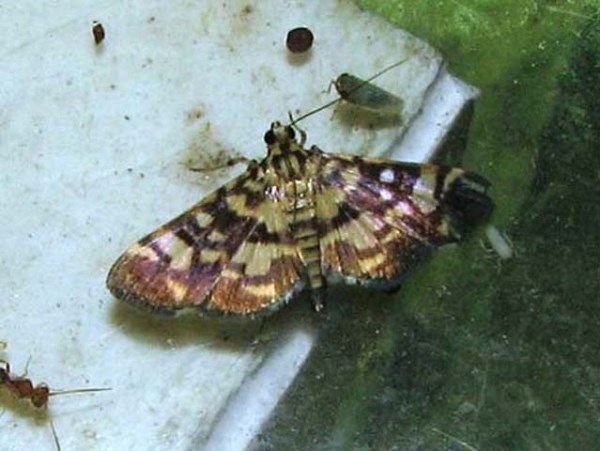 /filer/webapps/moths/media/images/M/margarodes_Pardomima_A_Goff_02.JPG