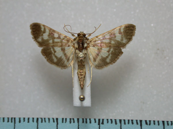 /filer/webapps/moths/media/images/M/margarodes_Pardomima_A_Revell.jpg