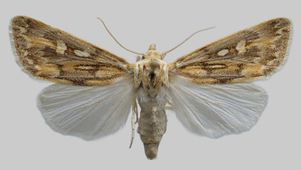 /filer/webapps/moths/media/images/M/margelanoides_Agrotis_AF_RBINS.jpg