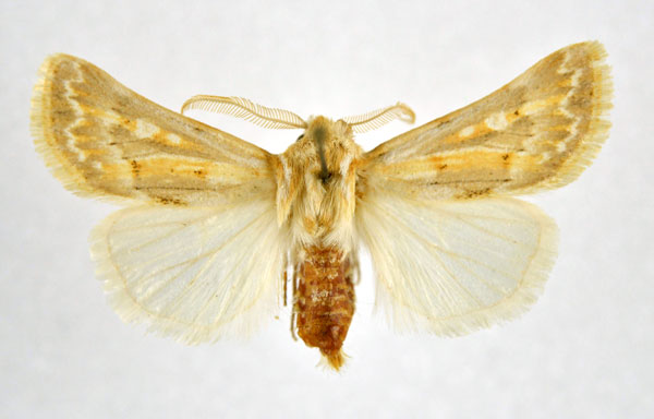 /filer/webapps/moths/media/images/M/margelanoides_Agrotis_A_NHMO.jpg