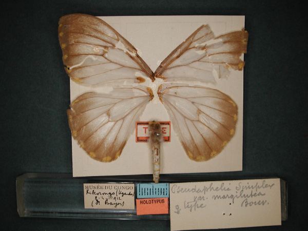 /filer/webapps/moths/media/images/M/margilutea_Pseudaphelia_HT_RMCA.jpg