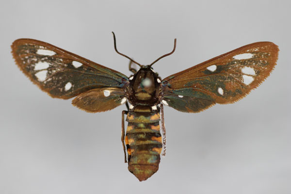 /filer/webapps/moths/media/images/M/marginalis_Amata_A_BMNH.jpg