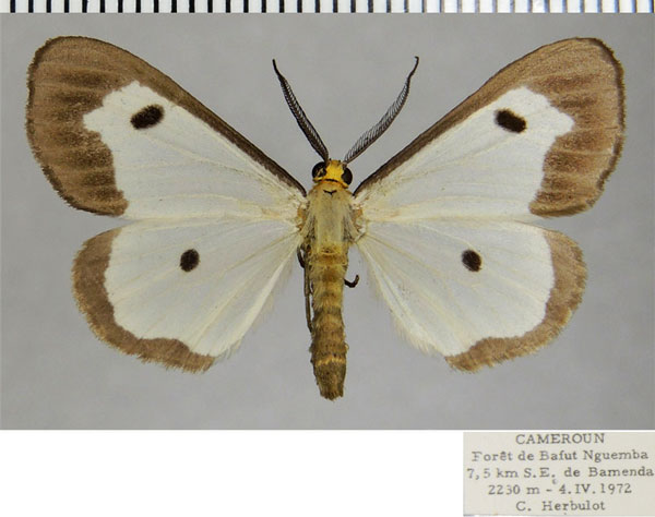 /filer/webapps/moths/media/images/M/marginalis_Geodena_AM_ZSMa.jpg