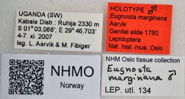 /filer/webapps/moths/media/images/M/marginana_Eugnosta_HT_NHMOl.jpg