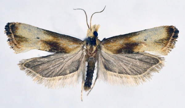 /filer/webapps/moths/media/images/M/marginana_Eugnosta_PT_NHMO_01.jpg