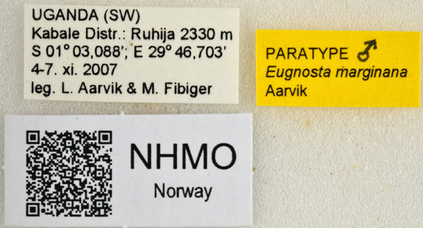 /filer/webapps/moths/media/images/M/marginana_Eugnosta_PT_NHMO_01l.jpg