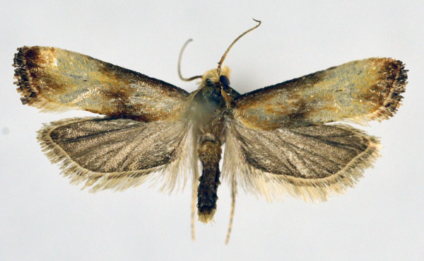 /filer/webapps/moths/media/images/M/marginana_Eugnosta_PT_NHMO_02.jpg