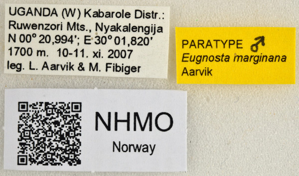 /filer/webapps/moths/media/images/M/marginana_Eugnosta_PT_NHMO_02l.jpg