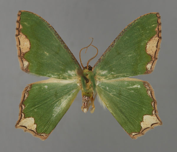 /filer/webapps/moths/media/images/M/marginata_Antharmostes_A_ZSM_01.jpg