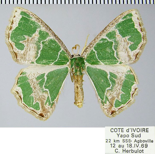 /filer/webapps/moths/media/images/M/marginata_Archichlora_AF_ZSM.jpg