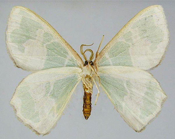 /filer/webapps/moths/media/images/M/marginata_Archichlora_AM_ZSMb.jpg