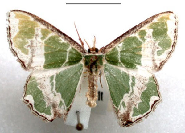 /filer/webapps/moths/media/images/M/marginata_Archichlora_A_Revell.jpg