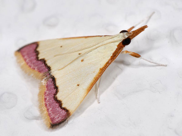 /filer/webapps/moths/media/images/M/marginata_Autocharis_A_Mazzei_01.jpg