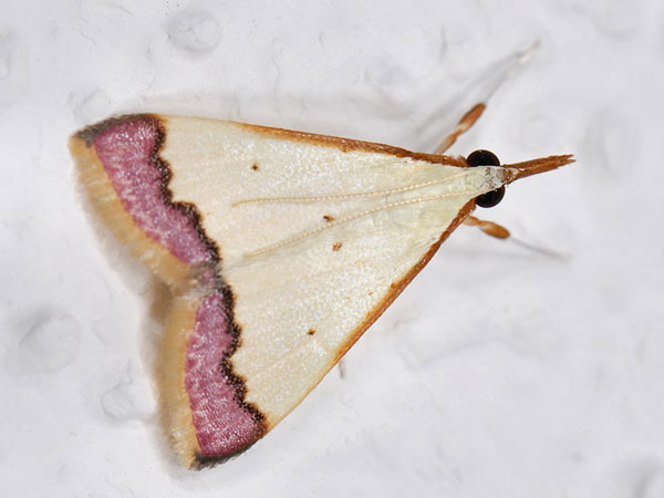 /filer/webapps/moths/media/images/M/marginata_Autocharis_A_Mazzei_02.jpg