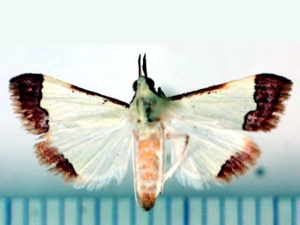 /filer/webapps/moths/media/images/M/marginata_Autocharis_A_Poltavsky.jpg