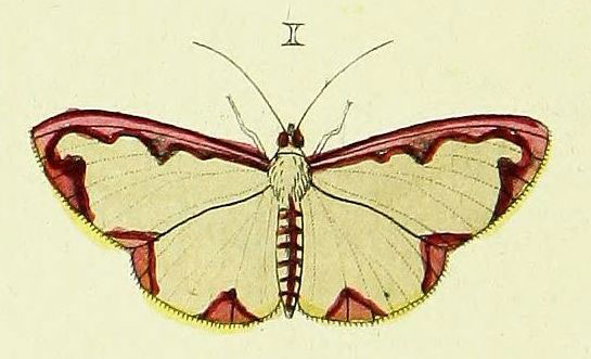 /filer/webapps/moths/media/images/M/marginata_Cadarena_Cramer4_400_I.jpg