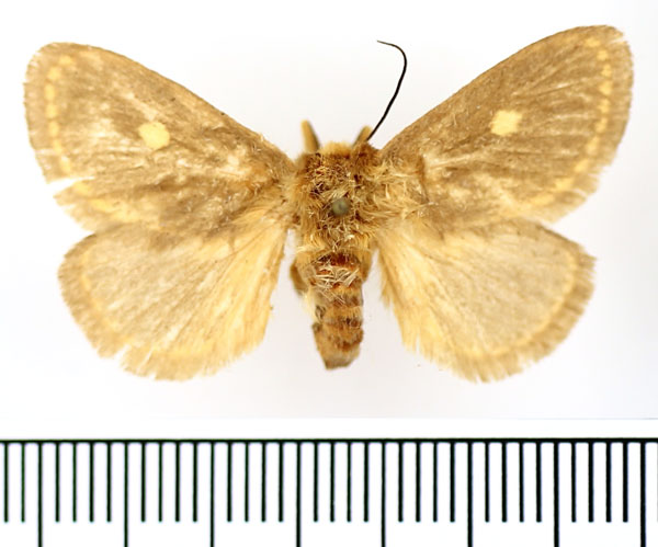 /filer/webapps/moths/media/images/M/marginata_Cosuma_AF_BMNH.jpg