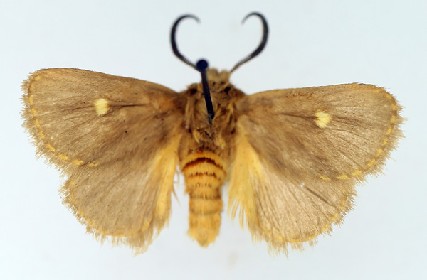 /filer/webapps/moths/media/images/M/marginata_Cosuma_AM_TMSA.jpg