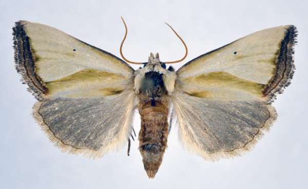 /filer/webapps/moths/media/images/M/marginata_Ectolopha_AF_NHMO.jpg