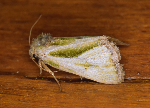 /filer/webapps/moths/media/images/M/marginata_Ectolopha_A_Roland_03.jpg