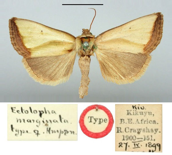 /filer/webapps/moths/media/images/M/marginata_Ectolopha_HT_BMNH.jpg