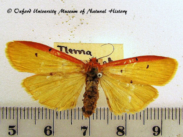 /filer/webapps/moths/media/images/M/marginata_Eilema_A_OUMNH_01.JPG