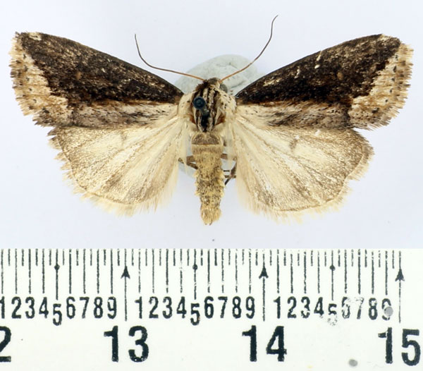 /filer/webapps/moths/media/images/M/marginata_Hopetounia_AM_BMNH.jpg