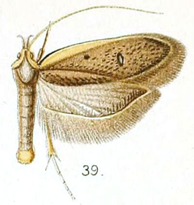 /filer/webapps/moths/media/images/M/marginata_Lecithocera_HT_Walsingham_5-39.jpg